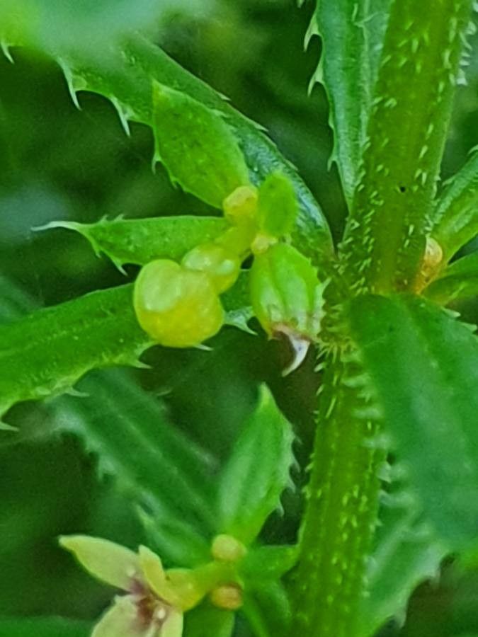 Galium chloroionanthum fruit