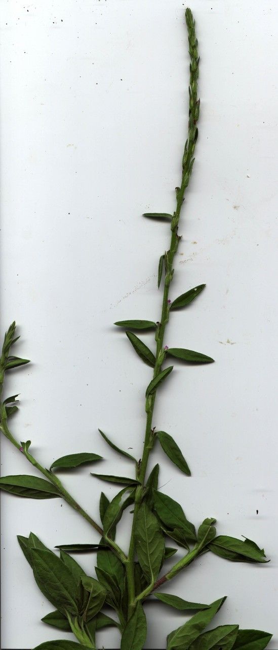 Pseudelephantopus spiralis other