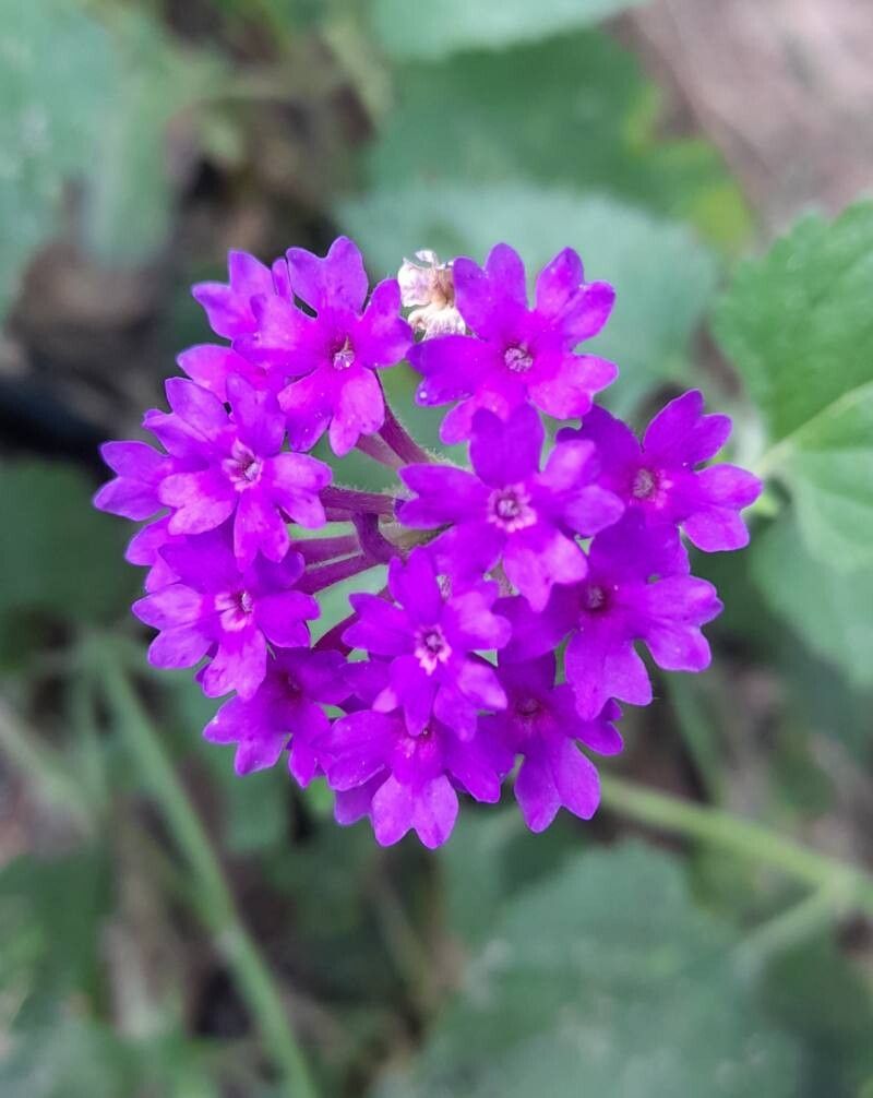 Verbena scrobiculata flower