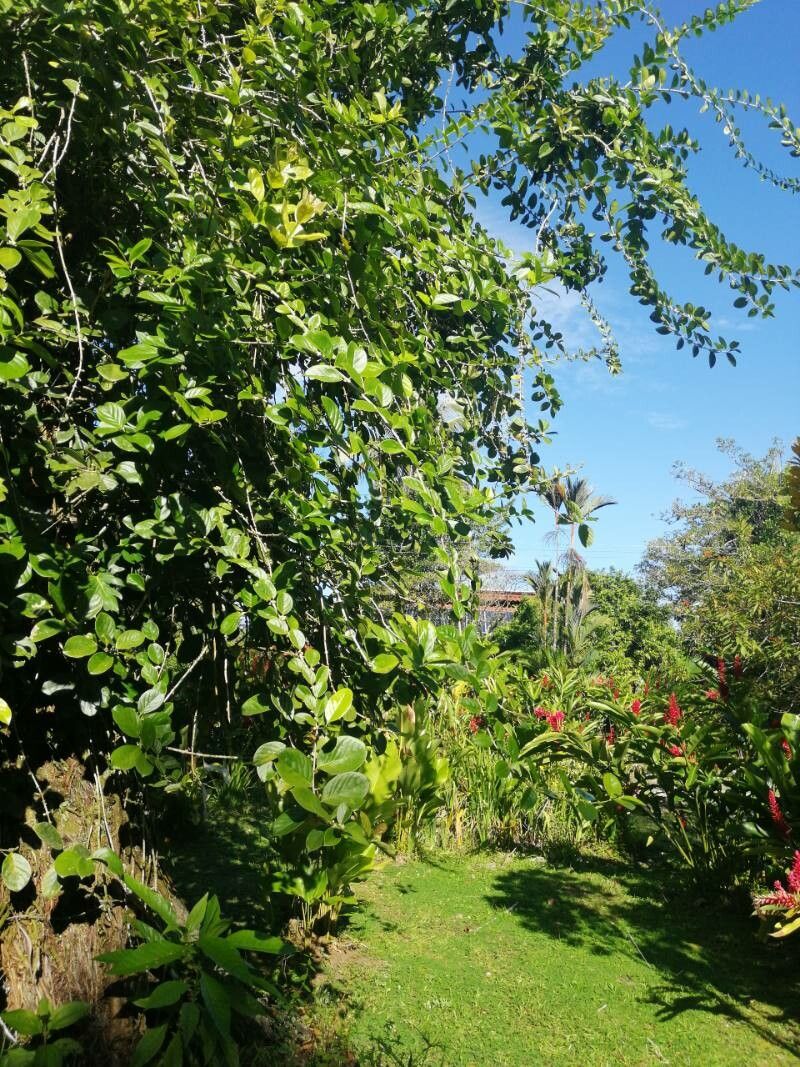 Diospyros areolata habit