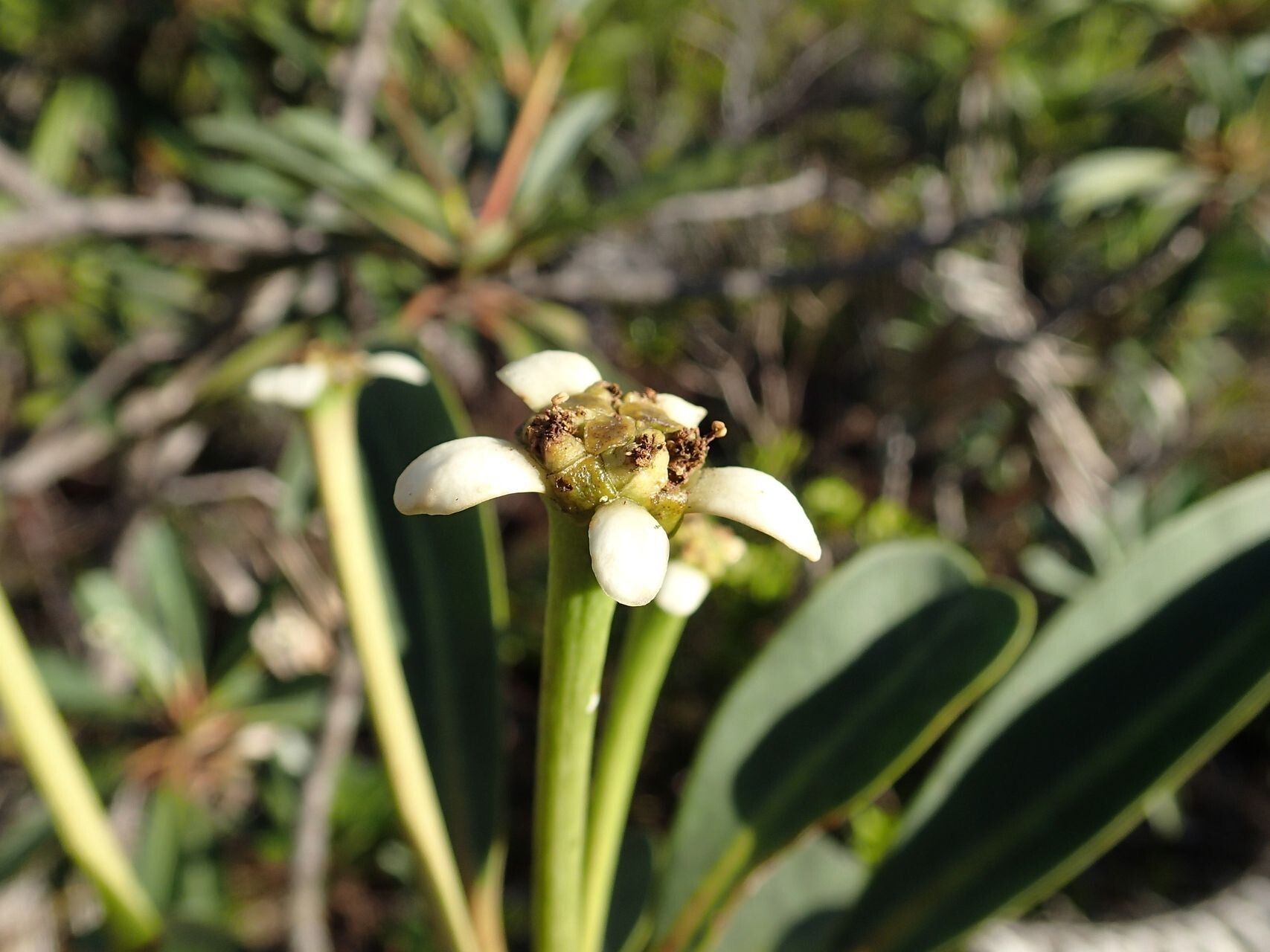 Neoguillauminia cleopatra fruit