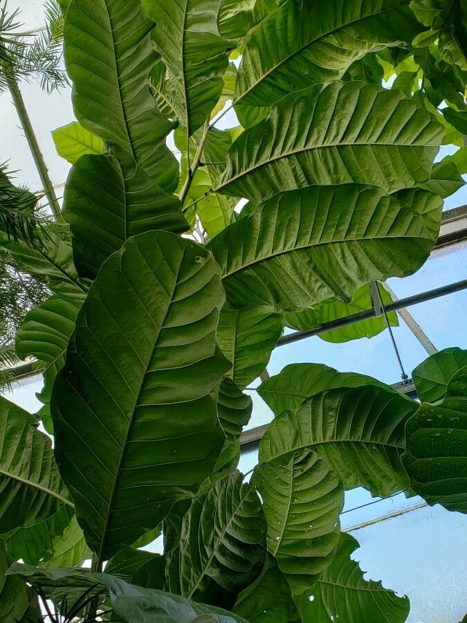 Magnolia hodgsonii leaf