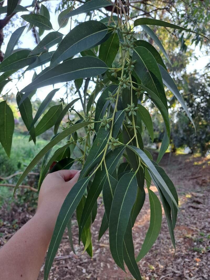 Eucalyptus resinifera — search result for 'Eucalyptus'
