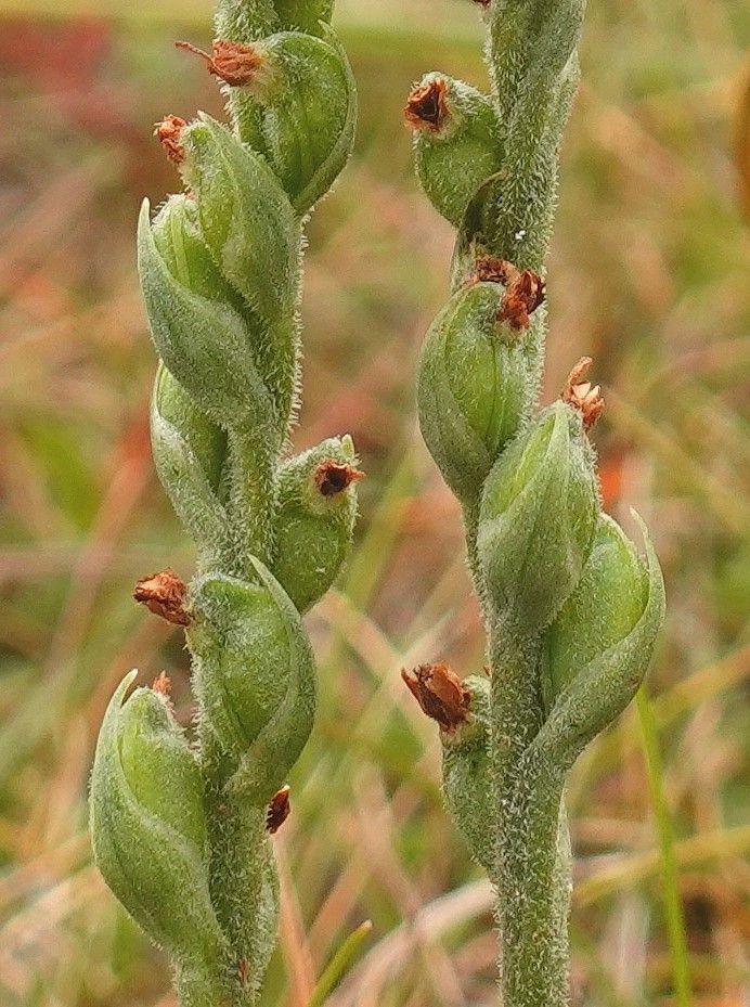 Spiranthes spiralis fruit