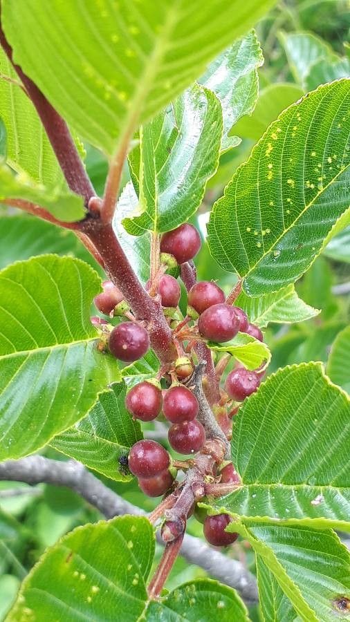 Rhamnus alpina fruit