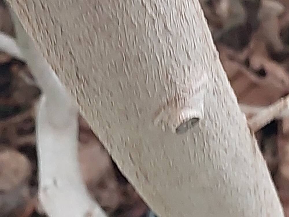 Ficus soatensis bark