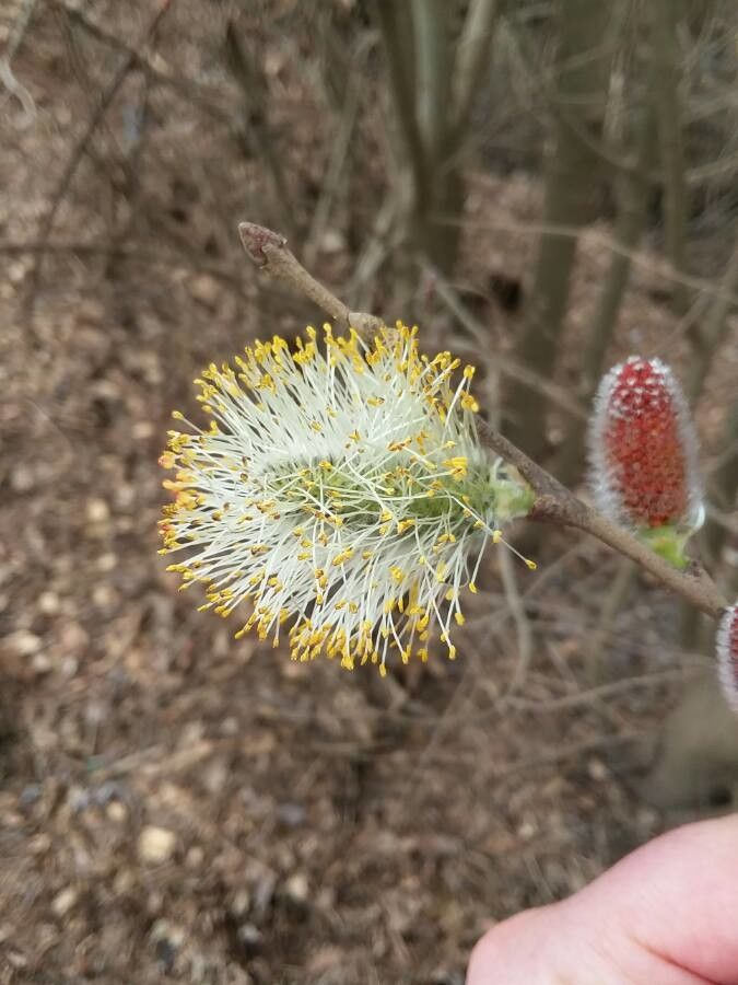 Salix scouleriana flower