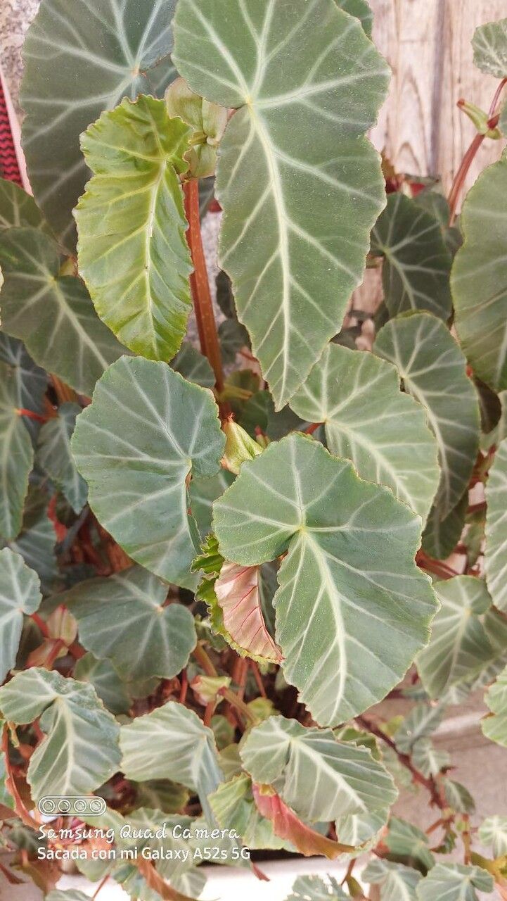 Begonia stipulacea — houseplant care guide