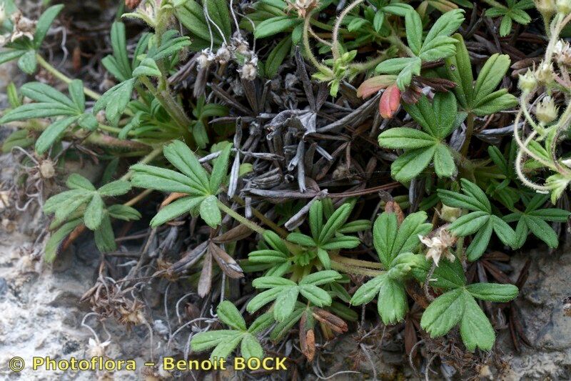 Potentilla saxifraga habit