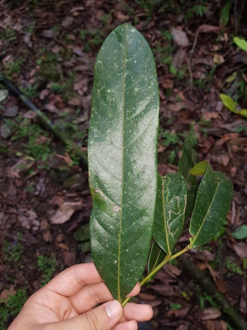 Guatteria chiriquiensis — search result for 'Annonaceae'