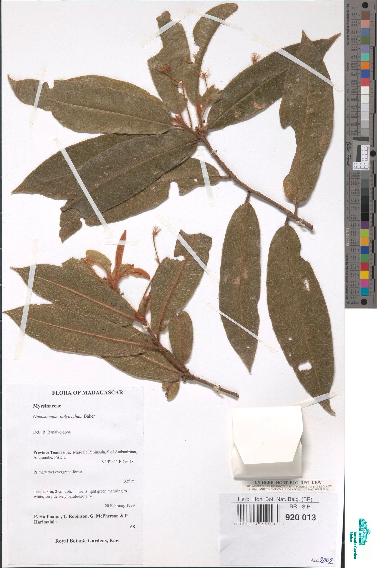 Oncostemum polytrichum — houseplant care guide