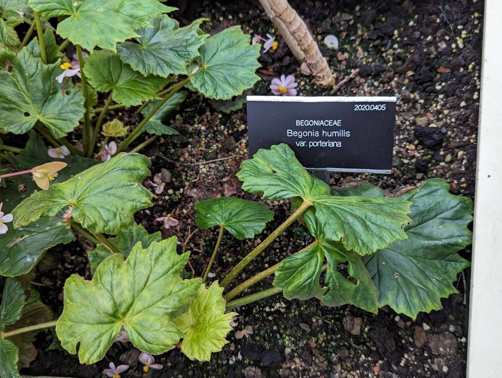 Begonia humilis habit