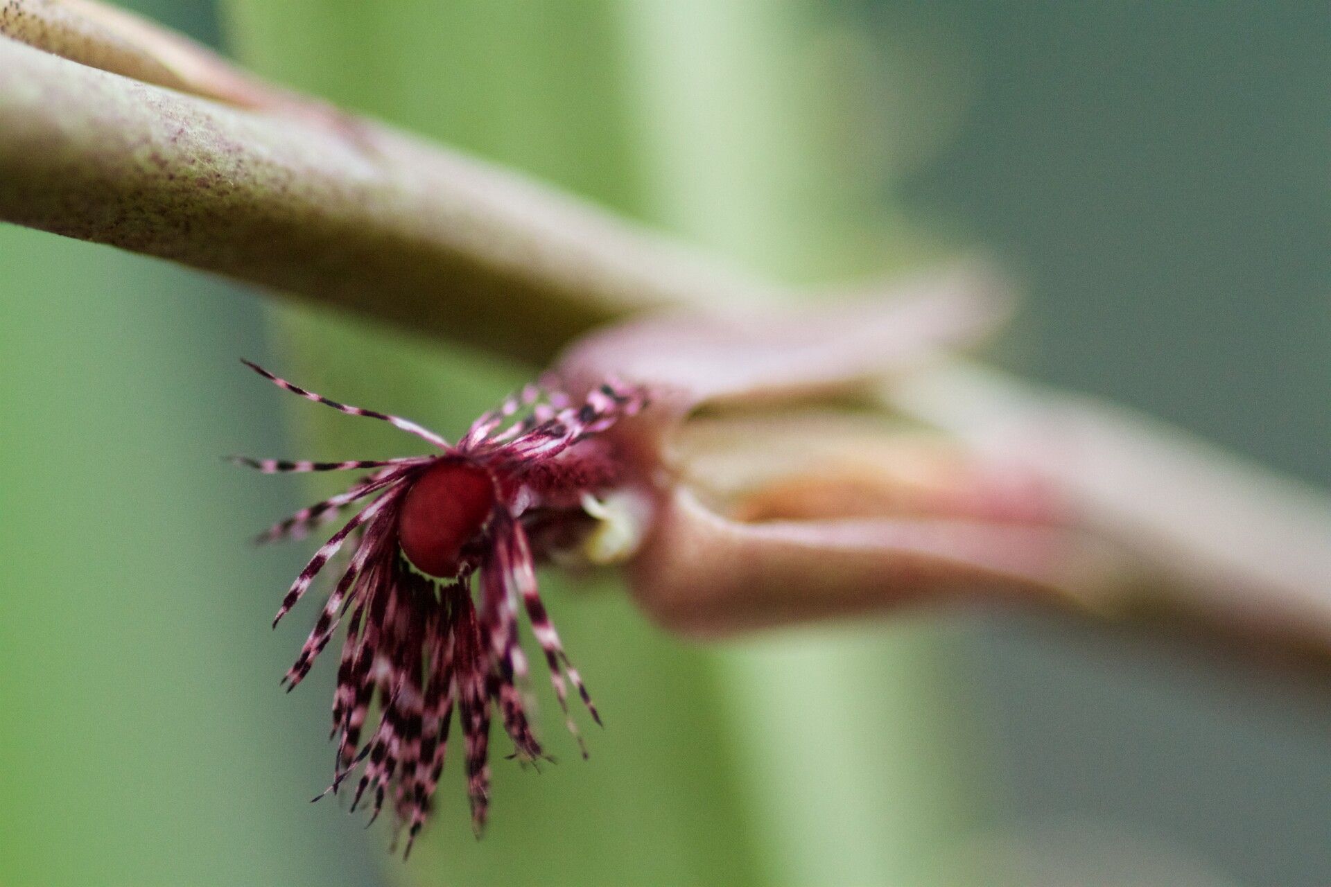 Bulbophyllum mirificum flower