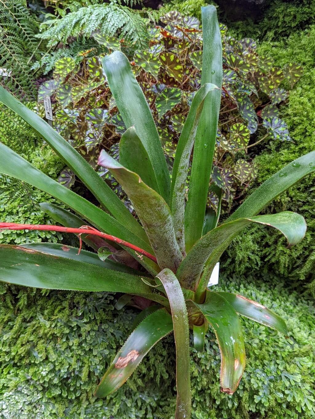 Aechmea servitensis leaf