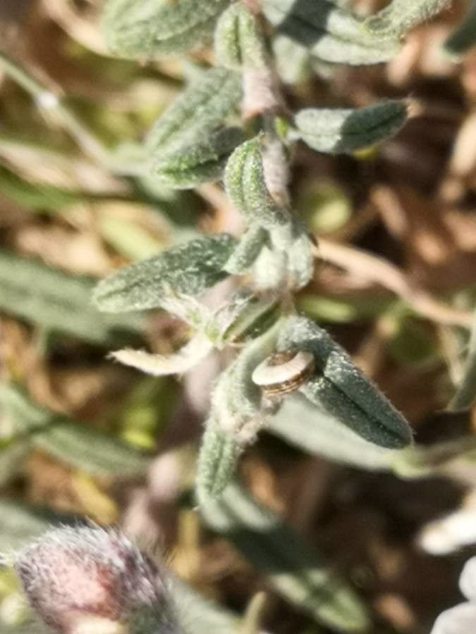 Helianthemum violaceum leaf