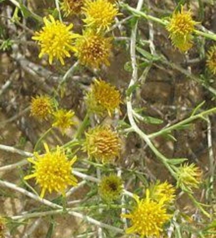 Rhanterium epapposum flower