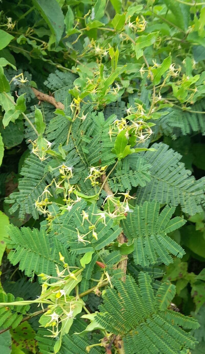 Oxypetalum fiebrigii habit