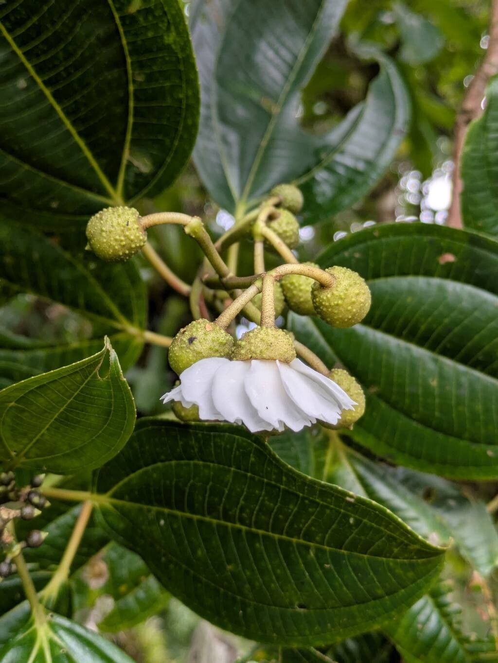 Miconia oerstediana — houseplant care guide