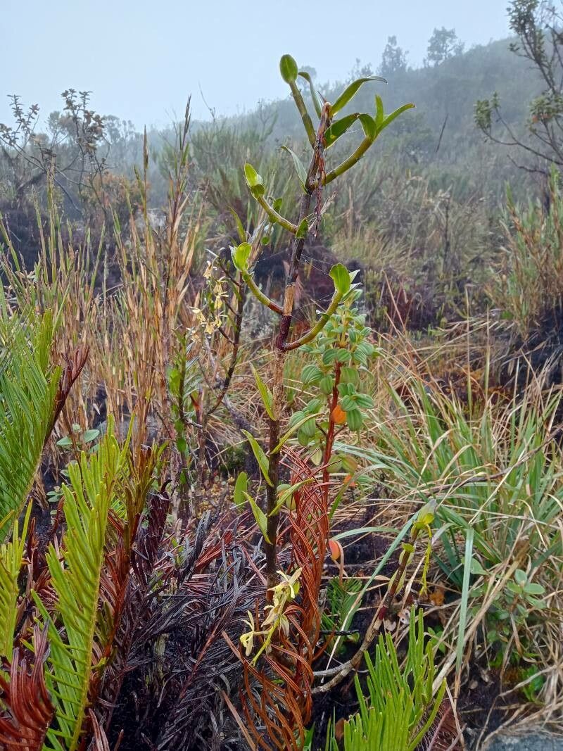 Epidendrum pittieri habit