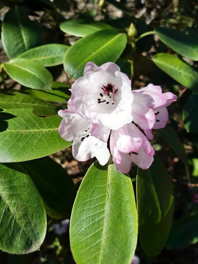Rhododendron oligocarpum flower