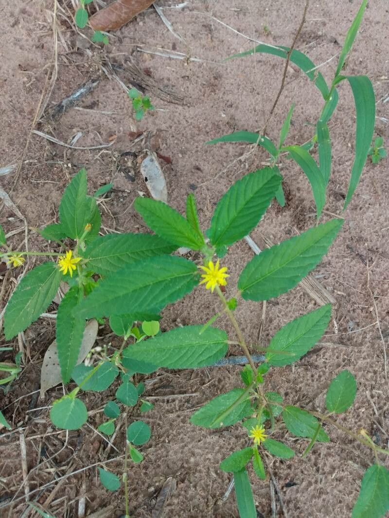 Corchorus orinocensis flower