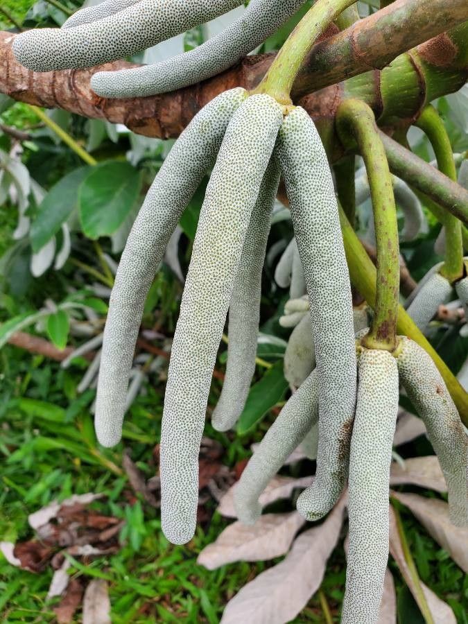 Cecropia obtusifolia fruit