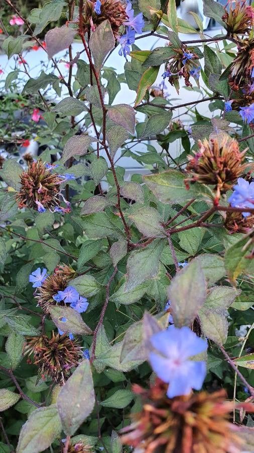 Ceratostigma willmottianum