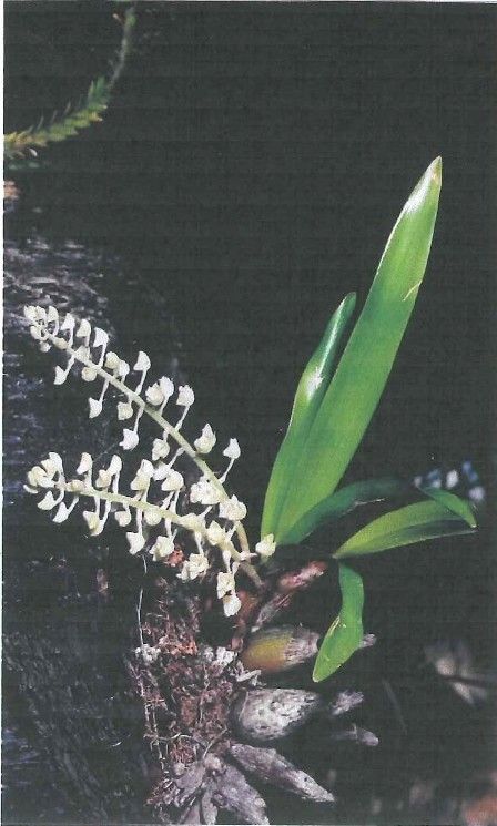 Pinalia fitzalanii habit