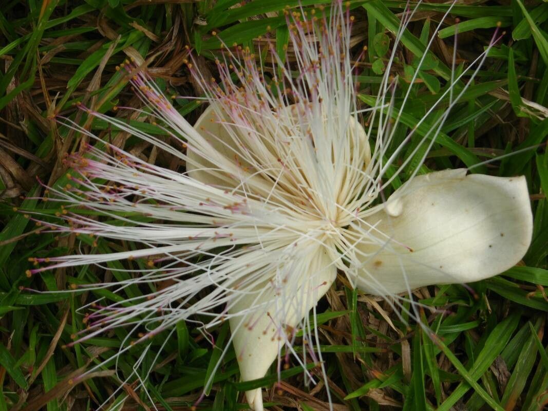 Barringtonia integrifolia flower