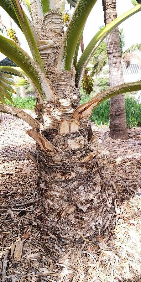 Pritchardia thurstonii bark