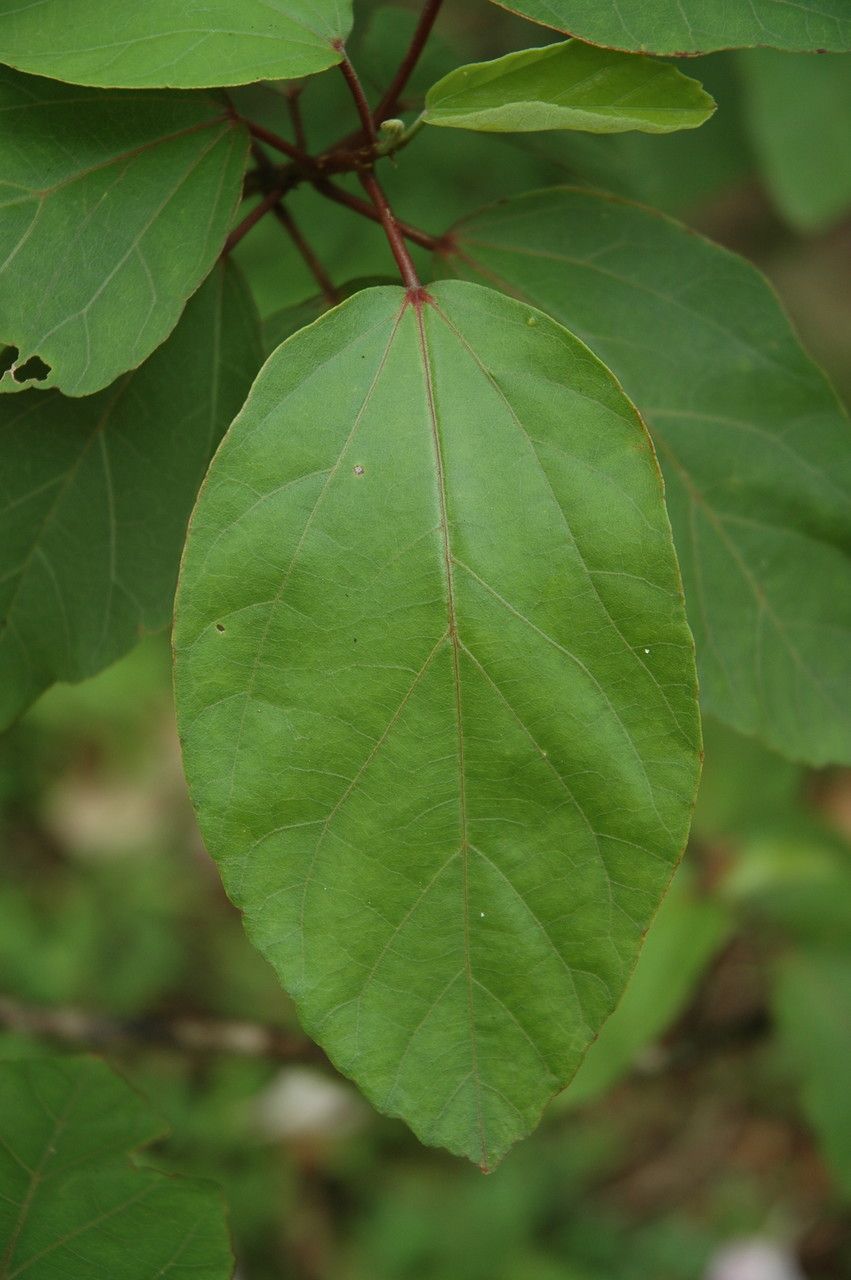 Hibiscus waimeae — search result for 'Hibiscus'