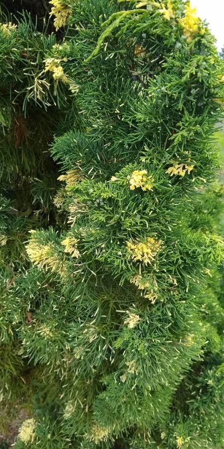 Grevillea crithmifolia leaf