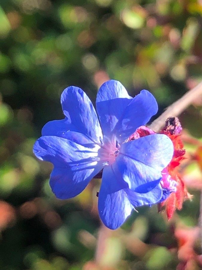Ceratostigma griffithii flower