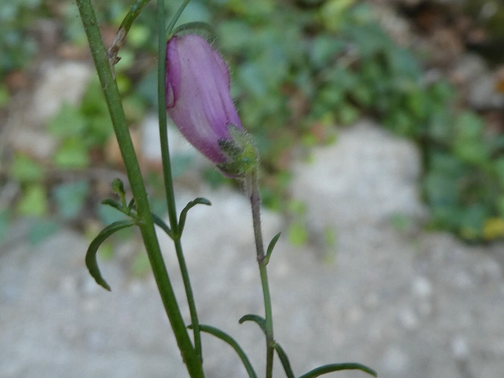 Antirrhinum barrelieri bark