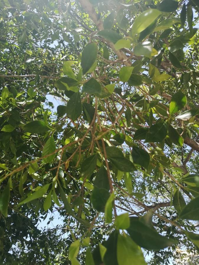 Terminalia phanerophlebia — search result for 'Terminalia'