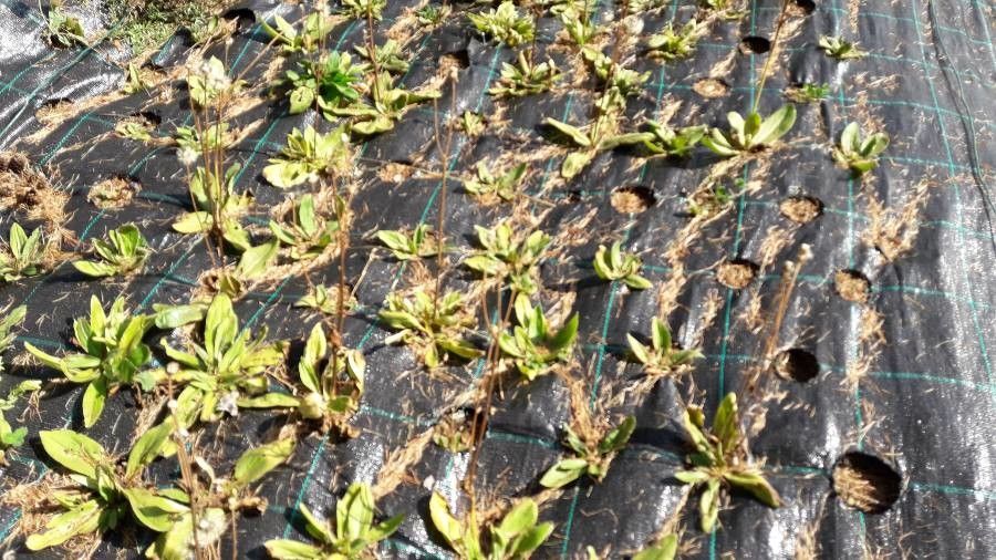 Coleanthus subtilis — search result for 'Germany'