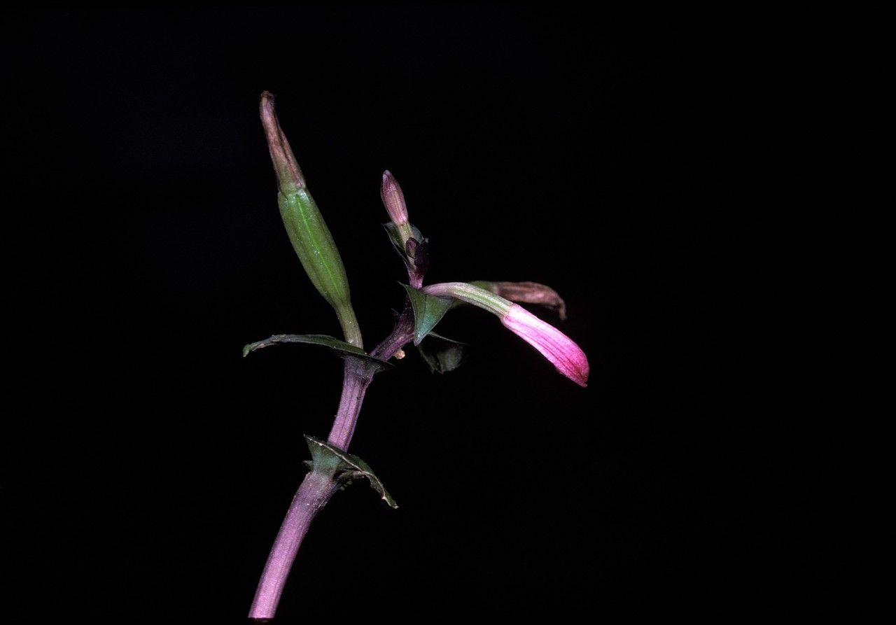 Triphora surinamensis flower