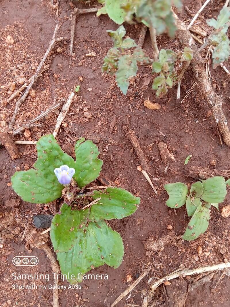Craterostigma pumilum flower