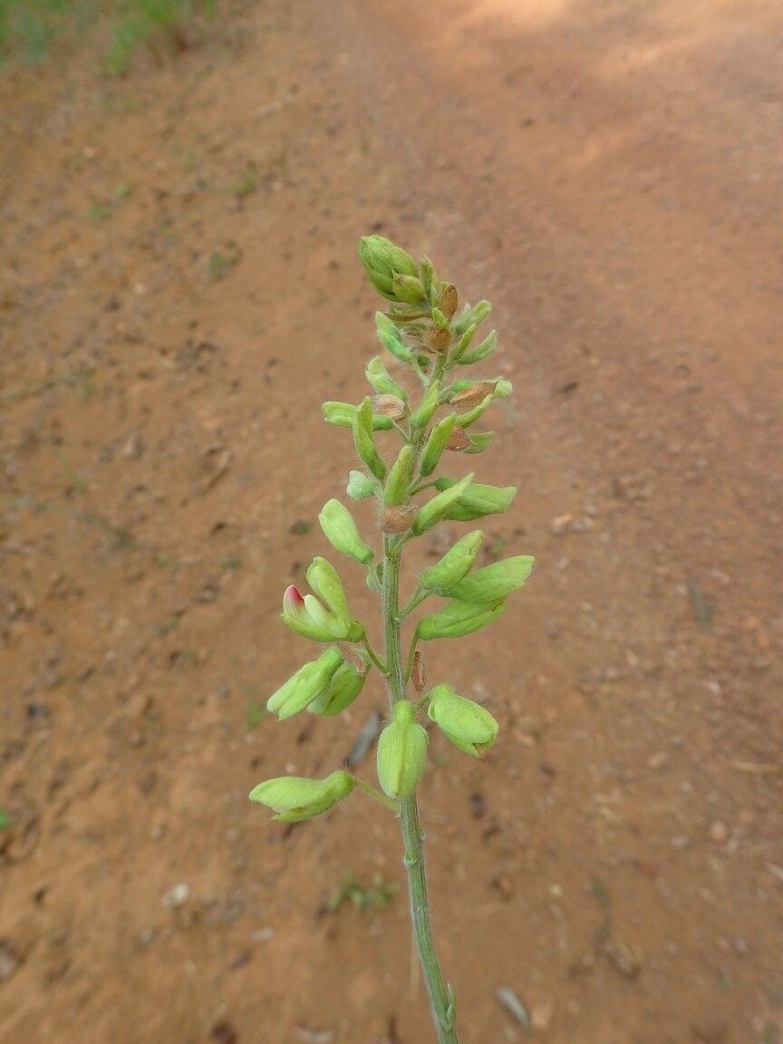 Rhynchosia preussii — houseplant care guide