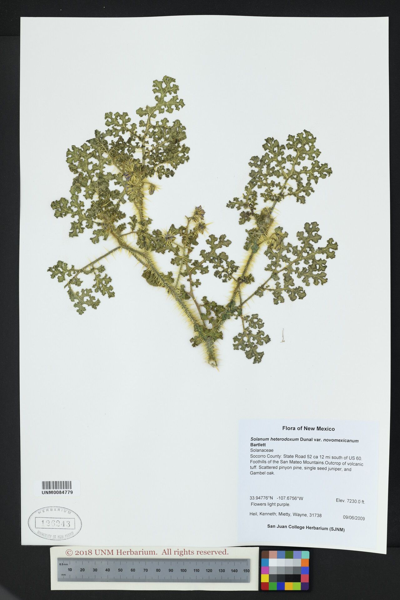 Solanum novomexicanum — houseplant care guide