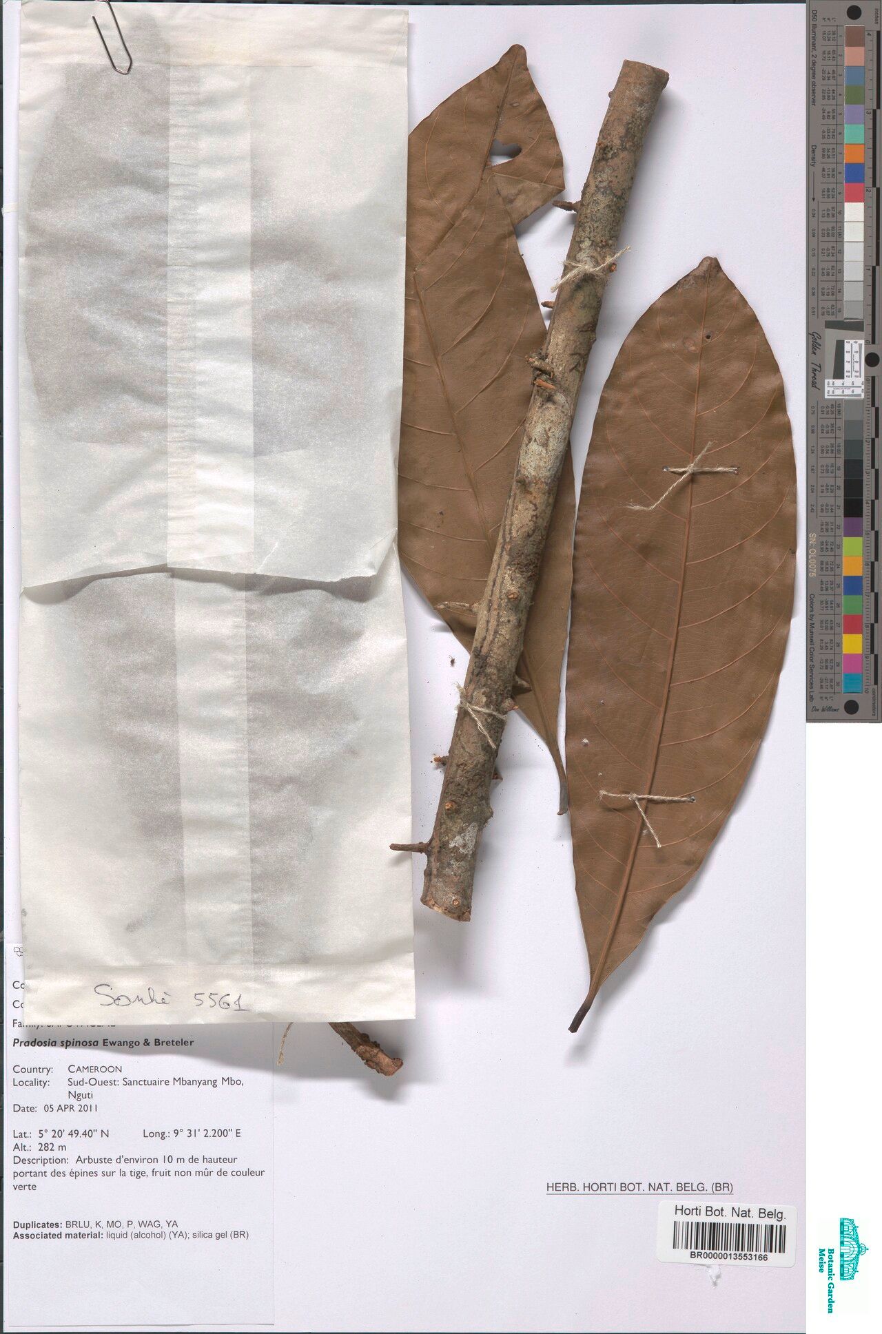 Pradosia spinosa — houseplant care guide