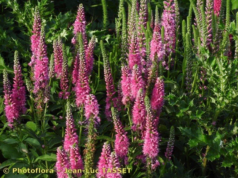 Veronica x sooiana — houseplant care guide