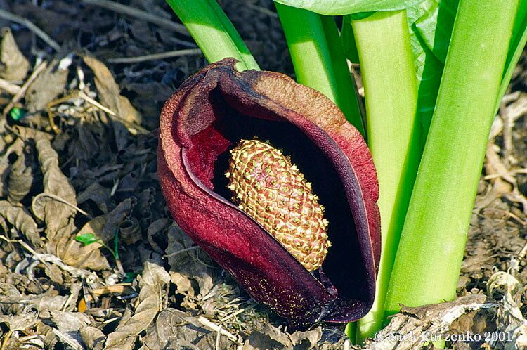 Symplocarpus renifolius flower