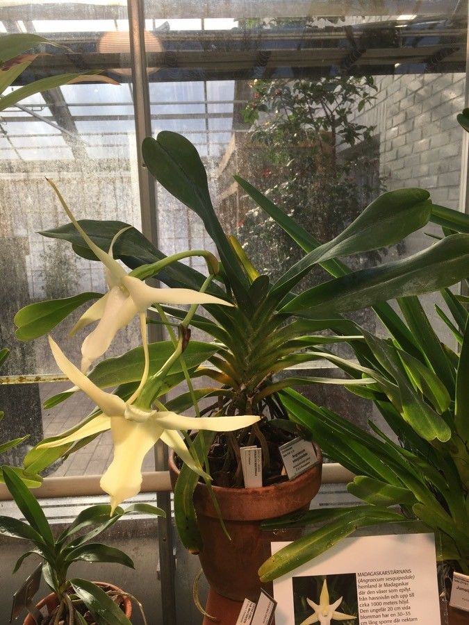 Angraecum sesquipedale habit