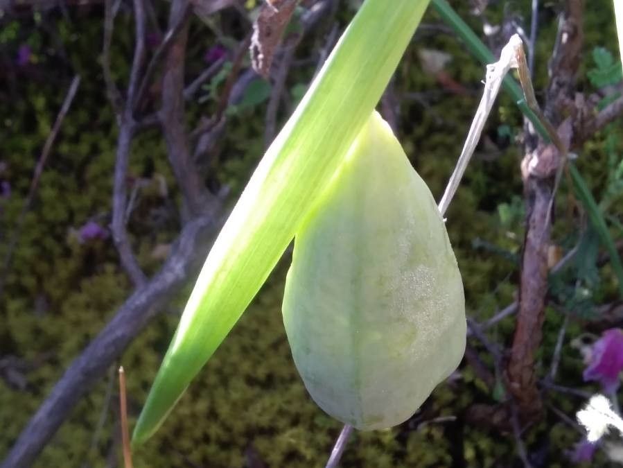 Hermodactylus tuberosus fruit