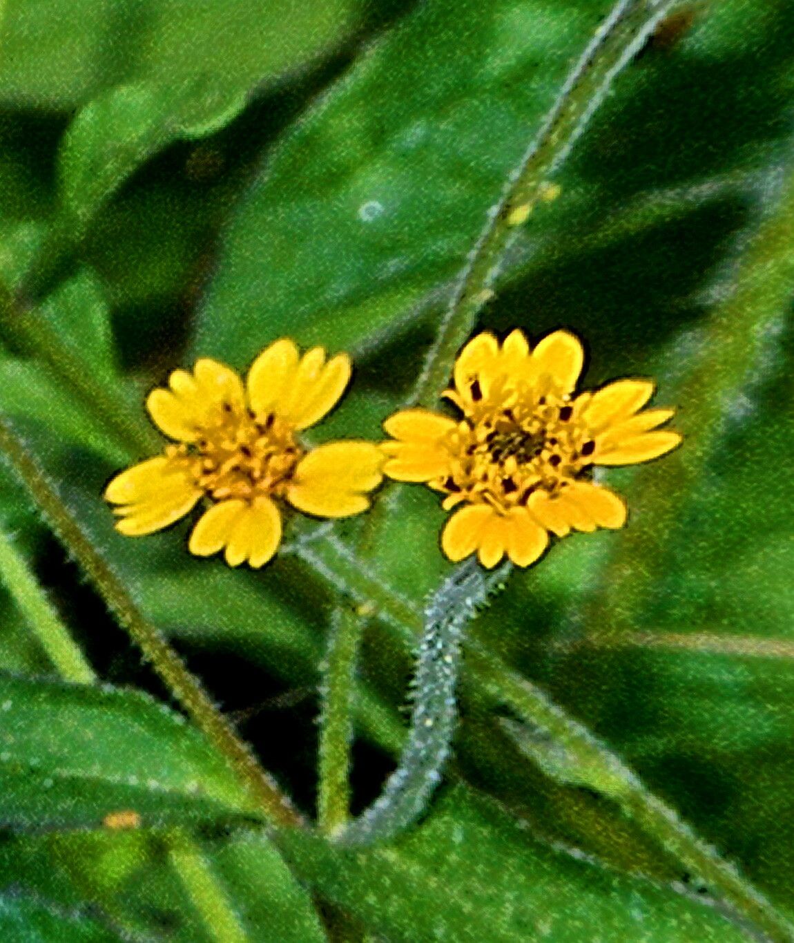 Tridax dubia — related species from the same genus