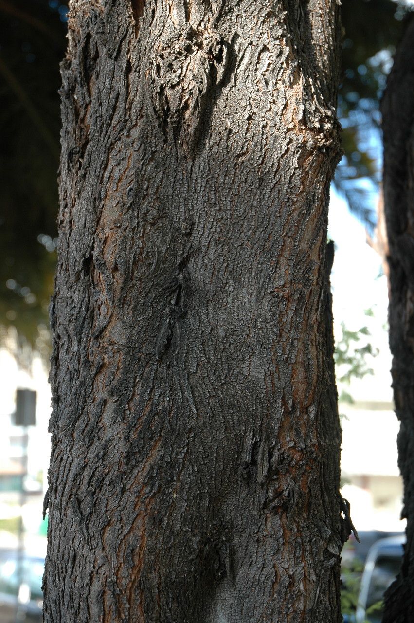 Prosopis pallida bark
