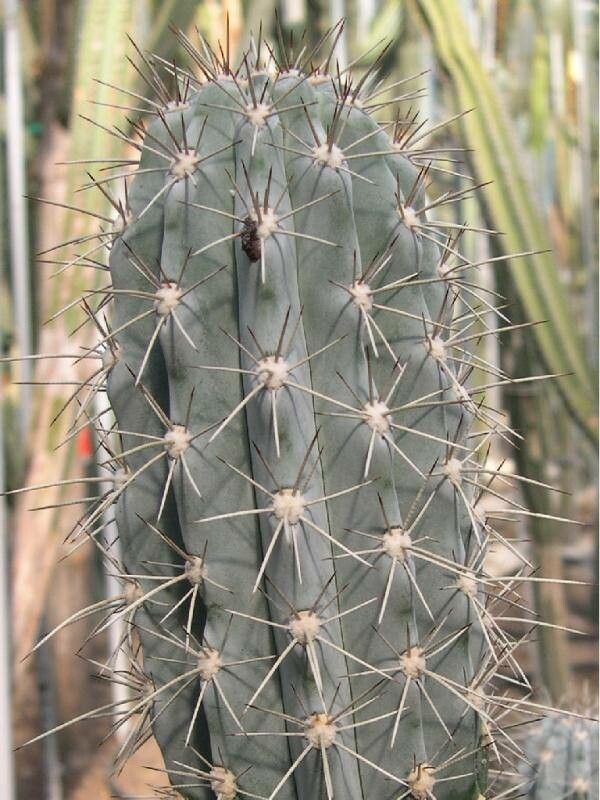 Stenocereus heptagonus — houseplant care guide