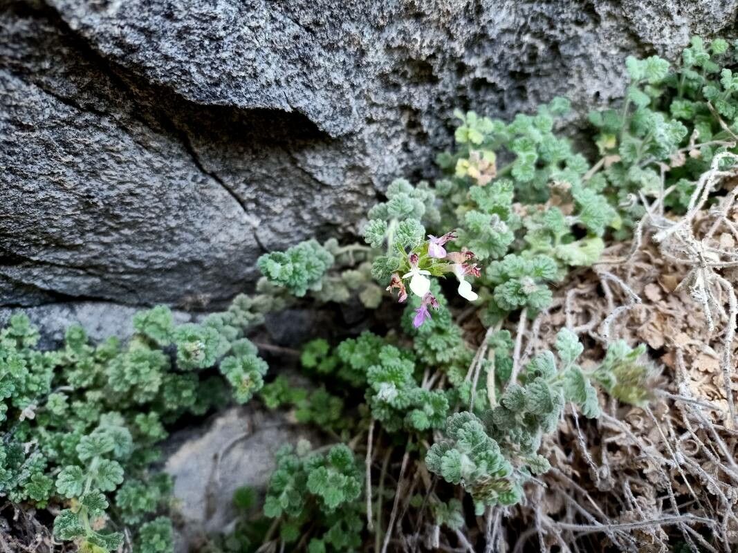 Teucrium rotundifolium leaf