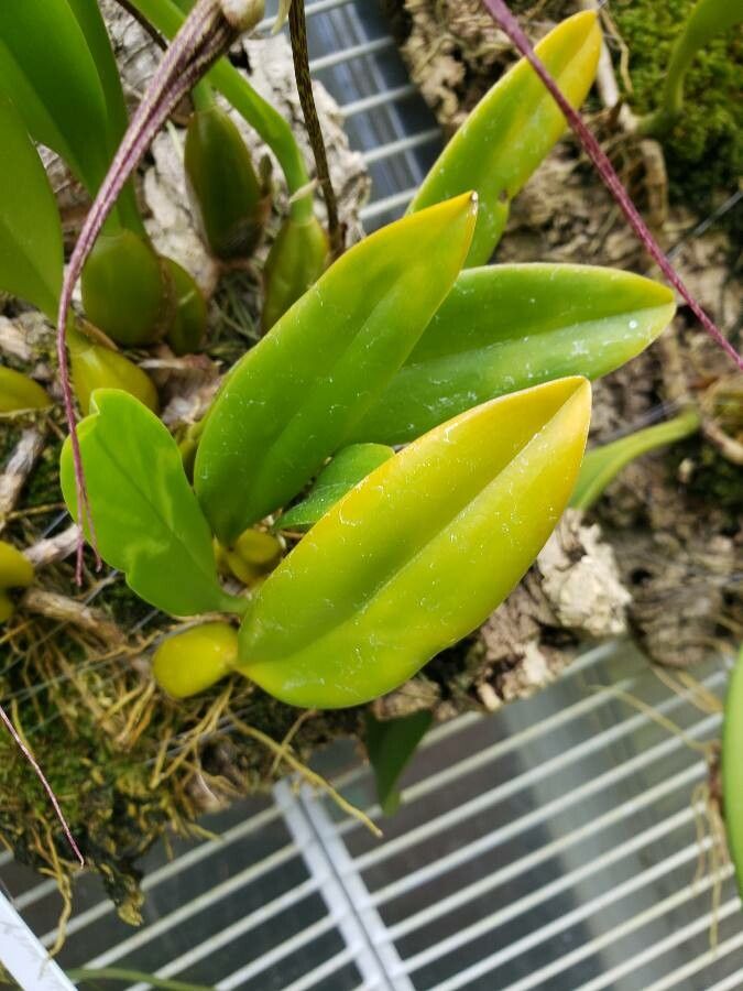 Bulbophyllum rothschildianum — houseplant care guide